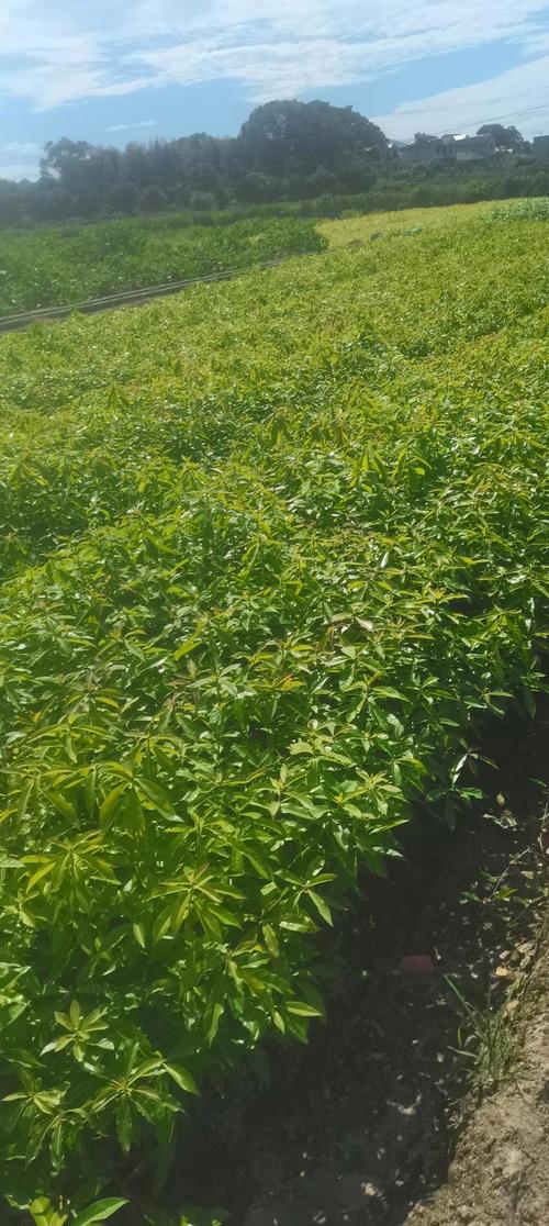 江西木荷杯苗大量供应——造林苗木苗圃直供，走量批发