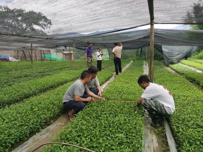 德宏州林业和草原局对2020年雨季造林苗木质量进行例行监督检查